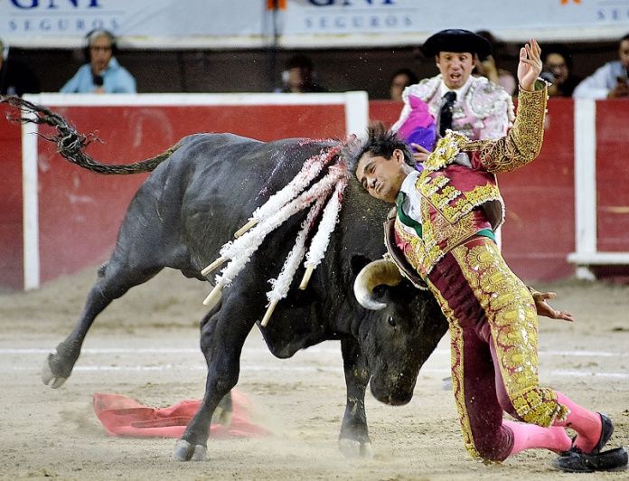 oreja de oro